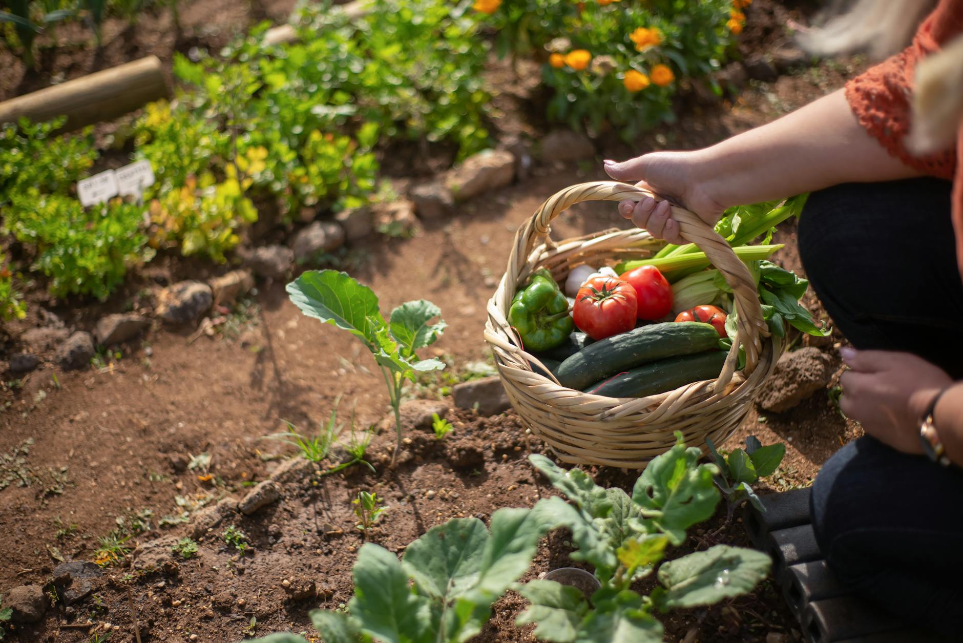 person holding a basket at a garden